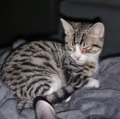 Jetti